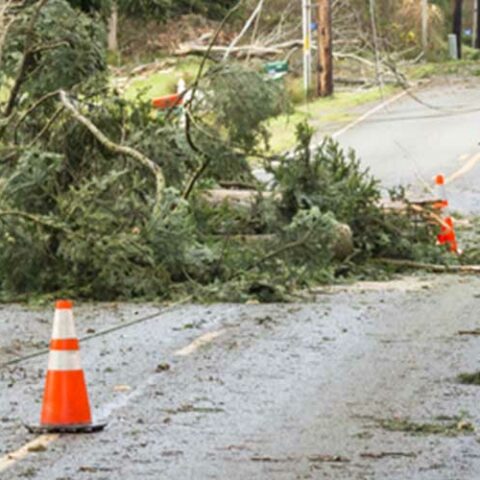 High winds, fallen trees force closure of route 571 in jackson - photo licensed by shore news network.