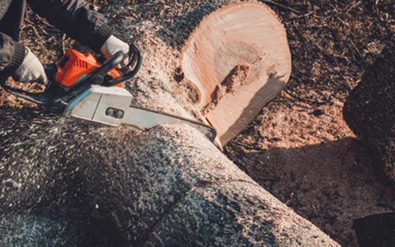 Poaching Lumberjacks Pleads Guilty to Cutting Down, Selling 200-year-old Walnut Tree