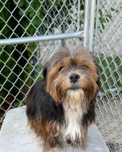 Lost dog found after night of storms in galloway