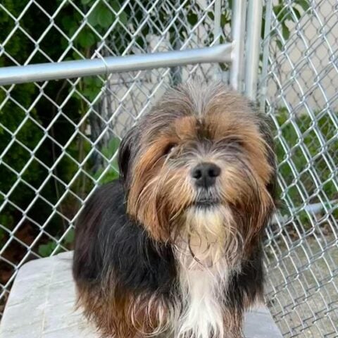 Lost dog found after night of storms in galloway - photo licensed by shore news network.