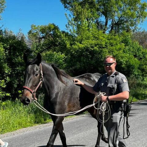 New york state trooper not horsing around - photo licensed by shore news network.