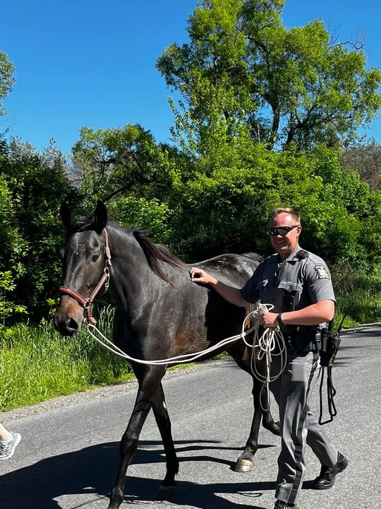 New York State Trooper Not Horsing Around