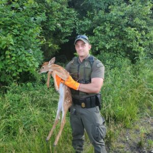 Maryland natural resource police officer rescues fawn after doe struck and killed - photo licensed by shore news network.