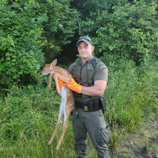 Maryland Natural Resource Police Officer Rescues Fawn After Doe Struck and Killed