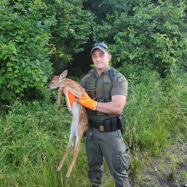 Maryland Natural Resource Police Officer Rescues Fawn After Doe Struck and Killed