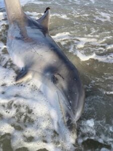 Mammal stranding center investigating dolphin that washed ashore in ocean city
