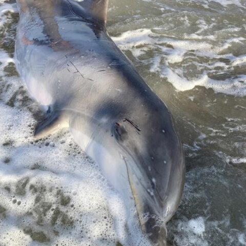 Mammal stranding center investigating dolphin that washed ashore in ocean city - photo licensed by shore news network.