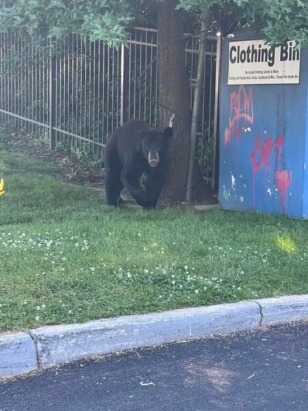 Black Bear Sighting in Nanuet Leads to Safety Tips from Police Department
