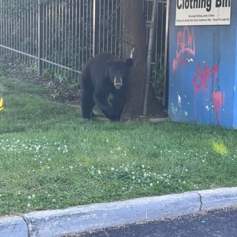 Black bear sighting in nanuet leads to safety tips from police department - photo licensed by shore news network.