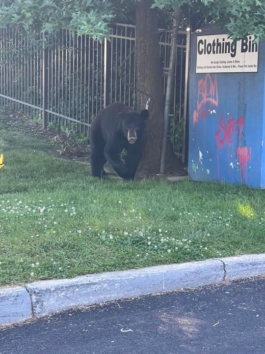 Black Bear Sighting in Nanuet Leads to Safety Tips from Police Department