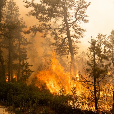 300 acre fire burns at brendan byrne forest in manchester - photo licensed by shore news network.
