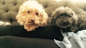 Asbury park man arrested for killing girlfriend's poodle