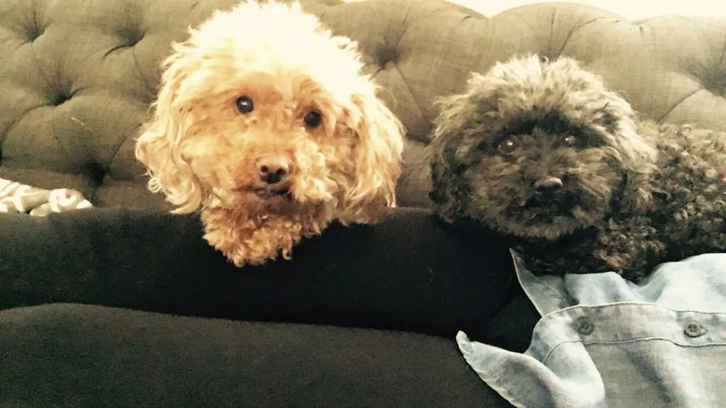 Asbury Park Man Arrested for Killing Girlfriend's Poodle