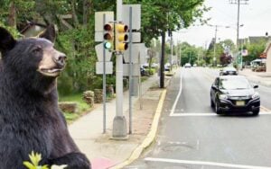 Black bear sighting reported in downtown barnegat Black bear sighting reported in downtown barnegat