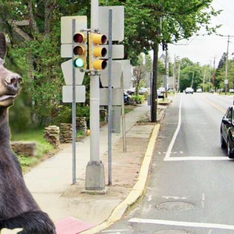Black bear sighting reported in downtown barnegat - photo licensed by shore news network.
