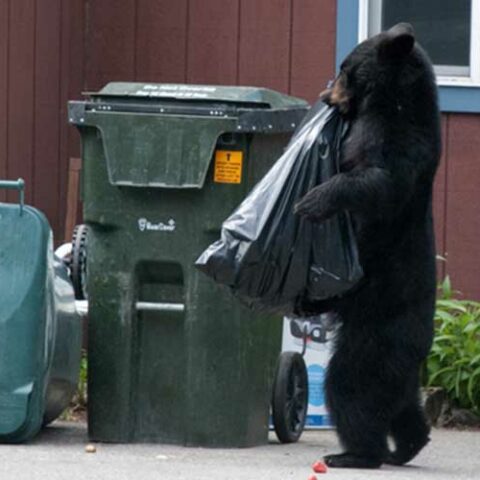 It's time for some black bear problems in fort lee - photo licensed by shore news network.
