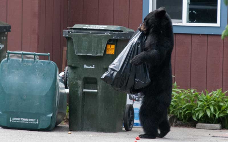 It's Time For Some Black Bear Problems in Fort Lee