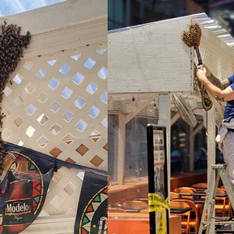 Bee swarm in nyc takes over times square restaurant - photo licensed by shore news network.
