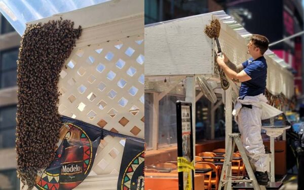 Bee Swarm in NYC Takes Over Times Square Restaurant