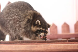 Women attacked by rabid raccoon in ocean city