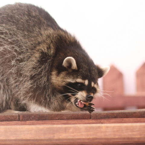 Women attacked by rabid raccoon in ocean city - photo licensed by shore news network.