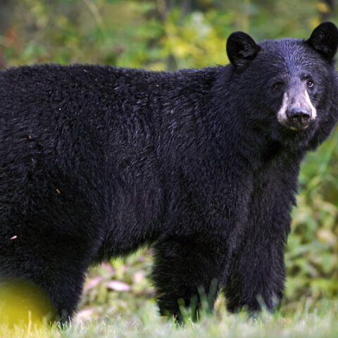 Multiple black bear sightings reported in southern monmouth, northern ocean counties - photo licensed by shore news network.