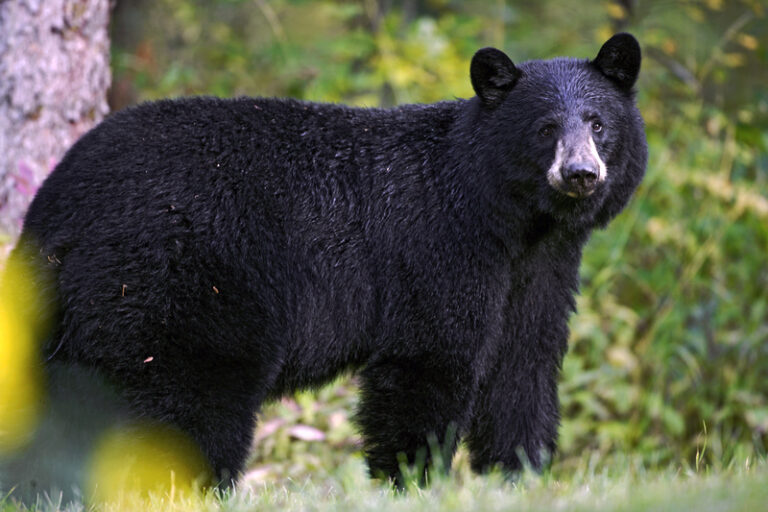 Walk-on stops high school football practice; it was a bear - photo licensed by shore news network.