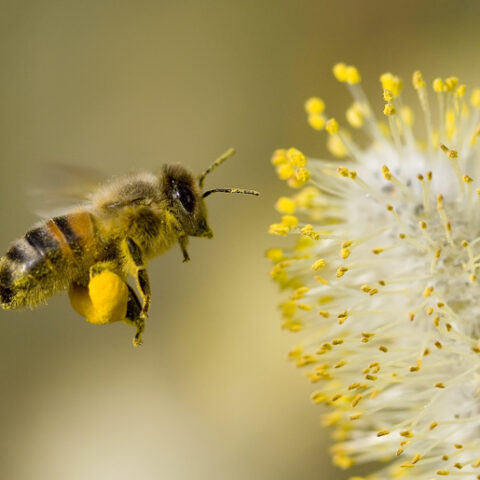 California court declares bees are actually fish - photo licensed by shore news network.