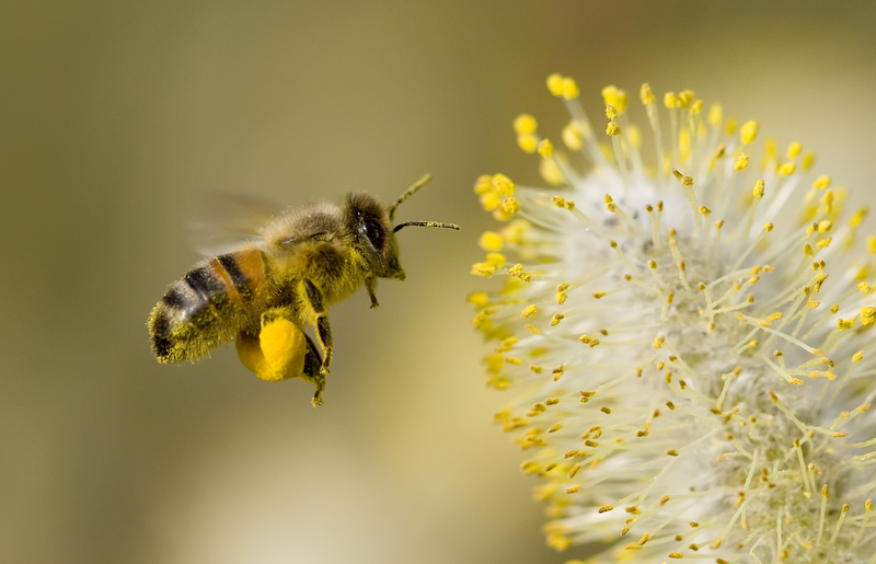 California Court Declares Bees Are Actually Fish