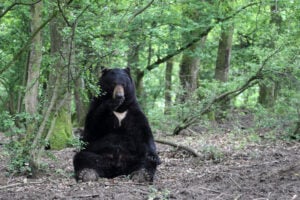 Nothing to see Here but a bear sitting in a truck eating lunch in New Hampshire