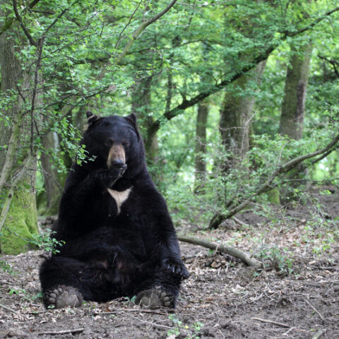Nothing to see here but a bear sitting in a truck eating lunch in new hampshire - photo licensed by shore news network.