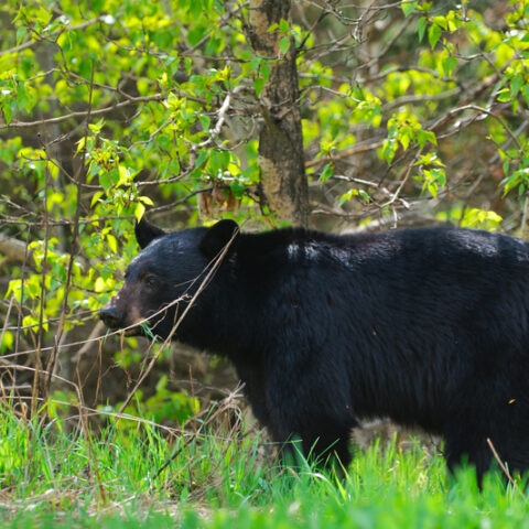 Governor murphy's hands-off policy on black bears has led to population growth, dangers - photo licensed by shore news network.
