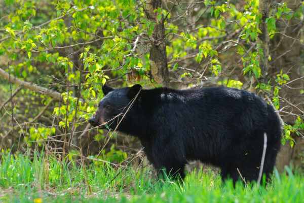 Governor Murphy's hands-off policy on black bears has led to population growth, dangers
