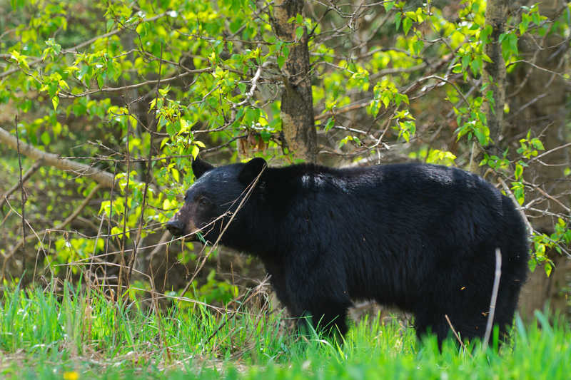 Black Bear Reported on Campus of Georgian Court University, Lake Carasaljo in Lakewood