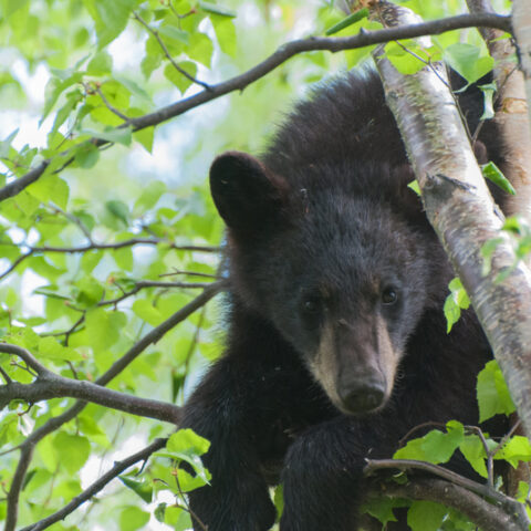 Black bear sighted in aberdeen township - photo licensed by shore news network.