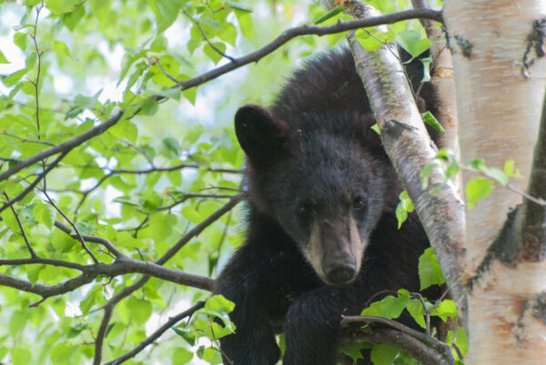 Black Bear Sighted in Aberdeen Township