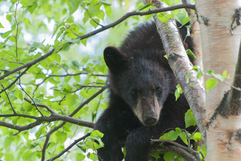 Black Bear Sighted in Aberdeen Township