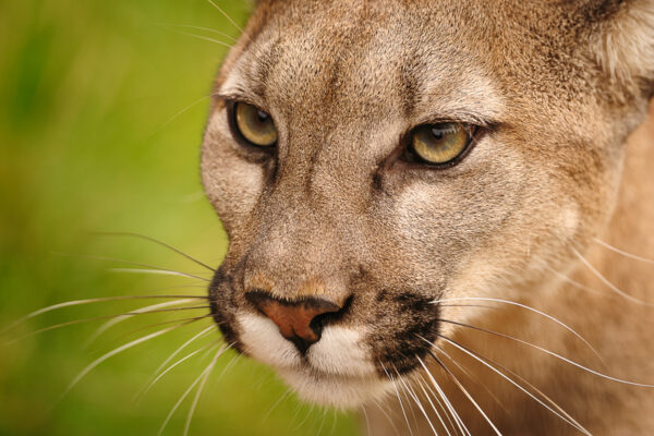 Young mountain lion invades northern California high school
