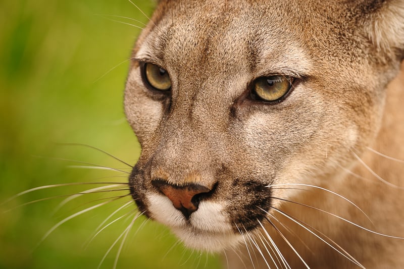 Young mountain lion invades northern California high school