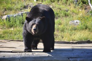 Black bear sightings reported in roanoke, here's what you need to know