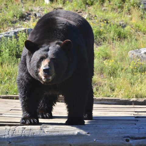 Black bear sightings reported in roanoke, here's what you need to know - photo licensed by shore news network.
