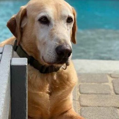 Baltimore county k-9 einstein, a pioneering bomb sniffer passes - photo licensed by shore news network.