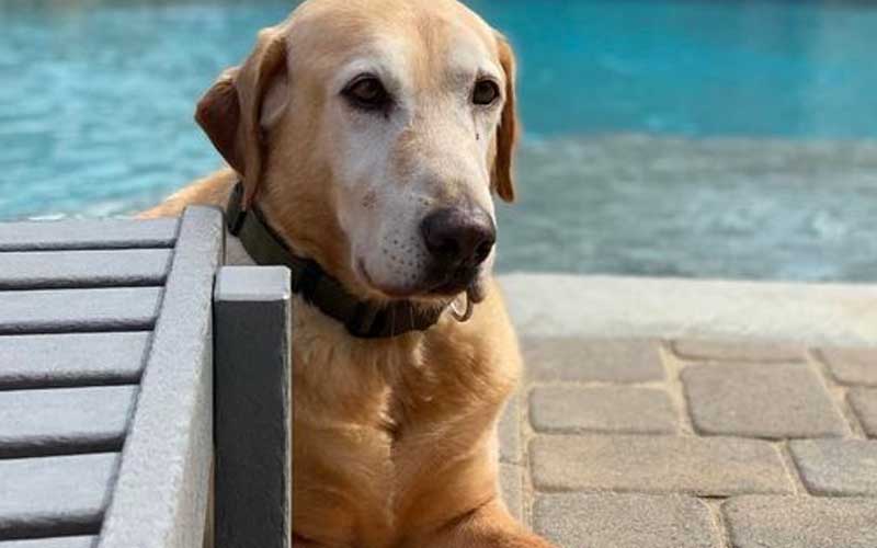 Baltimore County K-9 Einstein, a Pioneering Bomb Sniffer Passes