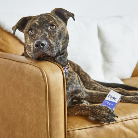 "veterinary dermatology" publishes results of ellevet sciences exclusive atopic dermatitis study of proprietary cbd+cbda oil on dogs - photo licensed by shore news network.