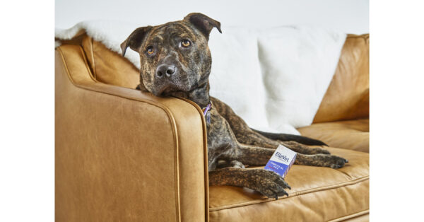 "Veterinary Dermatology" Publishes Results of ElleVet Sciences Exclusive Atopic Dermatitis Study of Proprietary CBD+CBDA Oil on Dogs