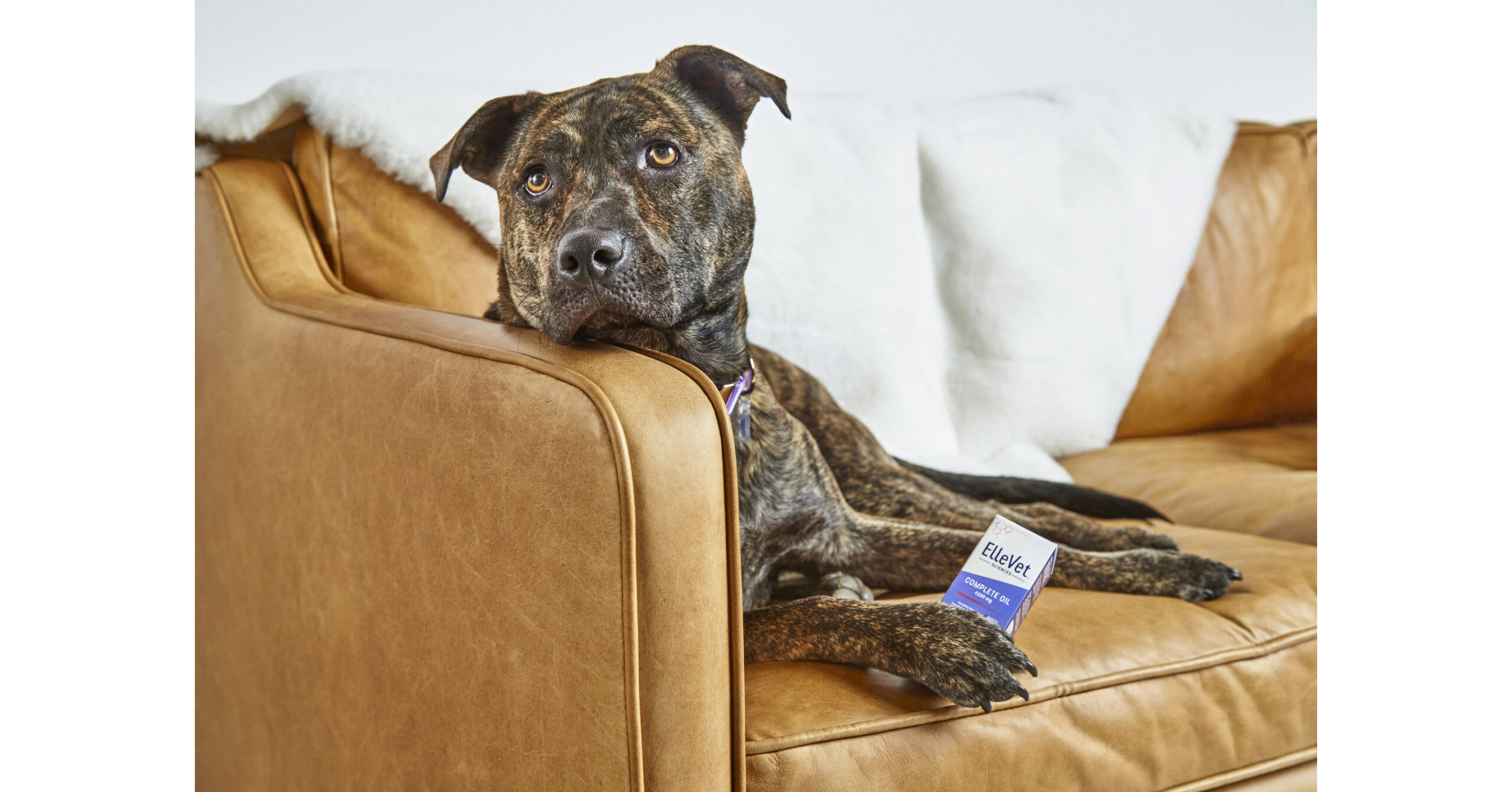 "Veterinary Dermatology" Publishes Results of ElleVet Sciences Exclusive Atopic Dermatitis Study of Proprietary CBD+CBDA Oil on Dogs