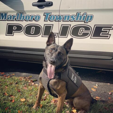 Missing dementia patient found in landscaping bed in marlboro by police k-9 - photo licensed by shore news network.