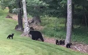 Maryland department of natural resources reminds residents to give bears their space
