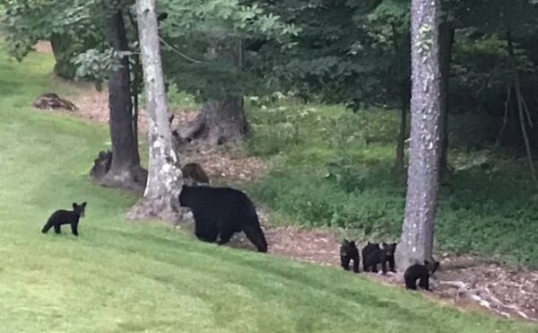 Maryland Department of Natural Resources Reminds Residents to Give Bears their Space