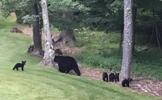 Maryland Department of Natural Resources Reminds Residents to Give Bears their Space